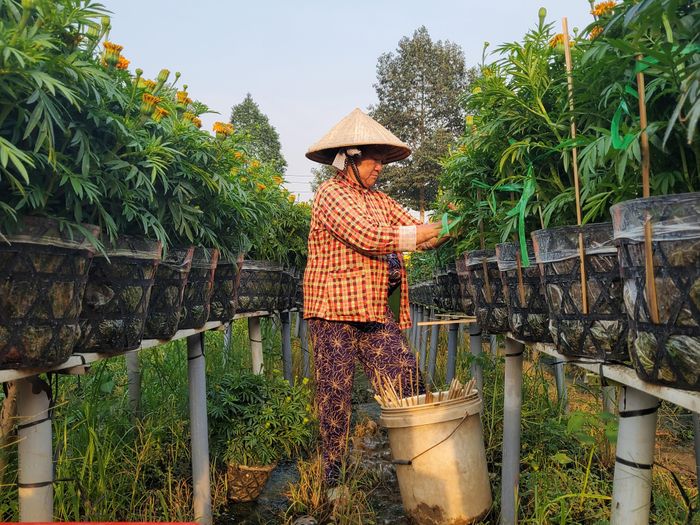 Cố định thân hoa vạn thọ bằng thanh tre để cây không bị đổ ngã khi vận chuyển.