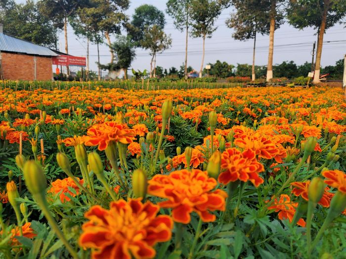 Những chậu vạn thọ ban mai rực rỡ tại nhà vườn Năm Rớt chuẩn bị ra thị trường - Ảnh: Kim Hà.