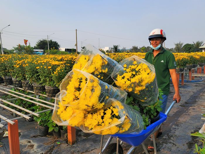 Những chậu cúc Đài Loan được chuyển từ vườn ra giao cho khách - Ảnh: Kim Hà.