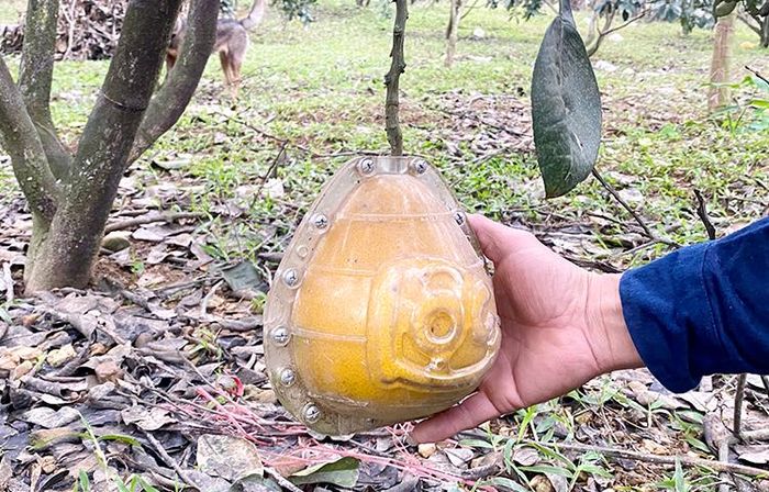 Quả bưởi tạo hình tròn nổi chữ lộc.