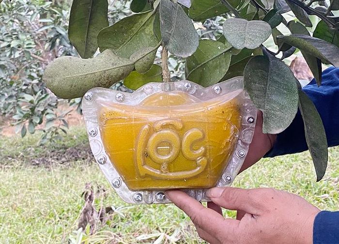 Quả bưởi hình đĩnh vàng.