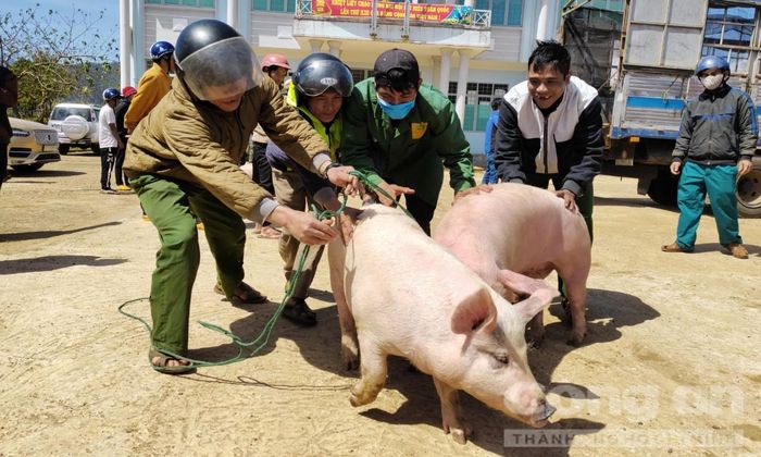 Những thanh niên khỏe mạnh của làng đảm nhận lùa heo về làng