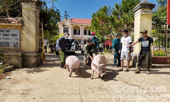 Những chú heo chân người dân về làng