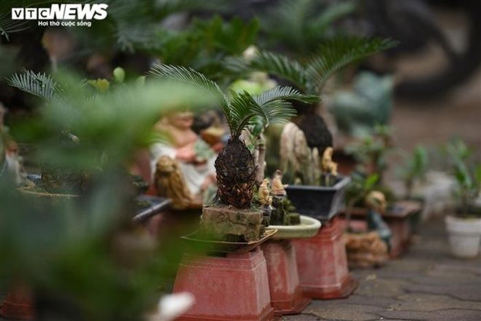 Trong phong thủy, vạn tuế thường được coi là loại cây cân bằng âm dương. Cây vạn tuế mang vóc dáng thẳng đứng, uy nghi, tượng trưng cho sự cao quý, bền vững.