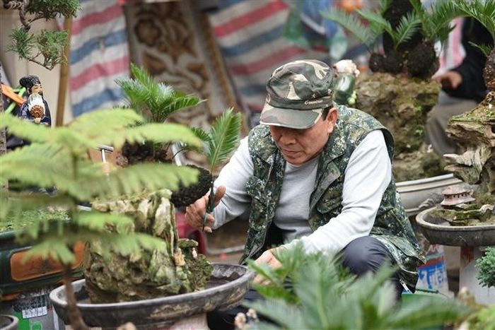 Để có cây vạn tuế đẹp, người nghệ nhân phải rất tỉ mỉ, kiên nhẫn trong tạo dáng và chăm sóc.