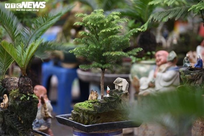 Ông Toàn chia sẻ: "Năm nào cũng thế, mới đem ra thì chỉ bán được vài chục chậu. Tuy nhiên, càng cận Tết càng bán được nhiều. Tết năm nay, dự kiến tôi có thể bán hơn 60 cây".