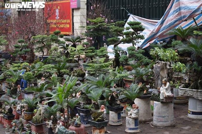 Theo ông Toàn, hiện cây vạn tuế già nhất ở đây có tuổi thọ đến 20 năm tuổi và cây sẽ còn sống rất lâu nữa kể cả trong điều kiện khắc nghiệt, nếu biết cách chăm sóc.