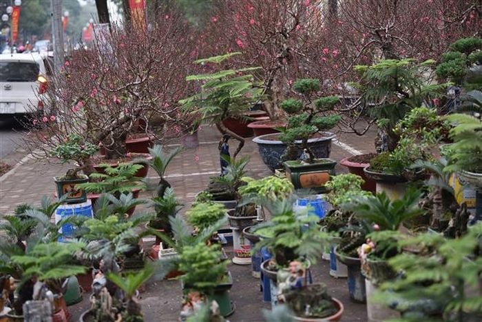 Bên cạnh đào thế, vạn tuế mini có nét đẹp tươi mới, rất riêng.