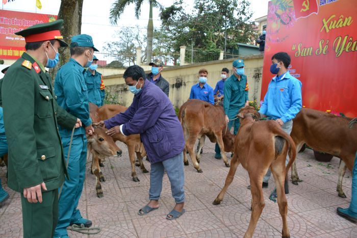  Những con bê chuẩn bị trao tặng các hộ gia đình có hoàn cảnh đặc biệt khó khăn trong chương trình "Xuân biên giới thắm tình quân dân".