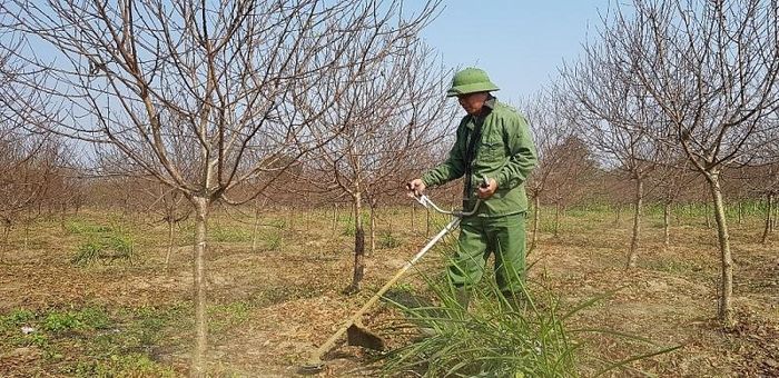 Ông Nguyễn Văn Khoa (xóm 3, xã Vân Sơn) chăm sóc những gốc đào.