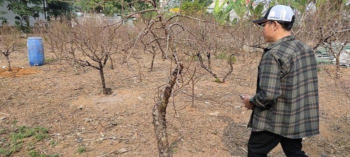 Ông Lê Thanh Lương (huyện Đông Sơn) một tay chơi đào có thâm niên đồng thời cũng là một thương lái đang tìm những cây đào ưng ý về kinh doanh.