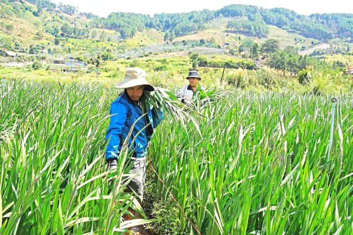 Nông dân vùng chuyên canh hoa lay ơn Hiệp An (Đức Trọng, Lâm Đồng) tìm cách xoay xở khi nhiều đơn hàng bị bỏ do dịch bùng phát