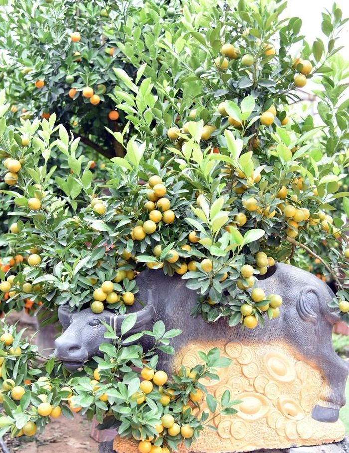 Tùy vào kích cỡ mà mỗi chú trâu cõng quất có giá khác nhau. Loại nhỏ giá từ 1,5 - 2 triệu đồng, trâu vàng cỡ trung là 3 - 6 triệu đồng/con, trâu vàng khổng lồ thì đắt đỏ hơn cả, dao động từ 8 - 10 triệu đồng/con. Ảnh: Báo công thương.