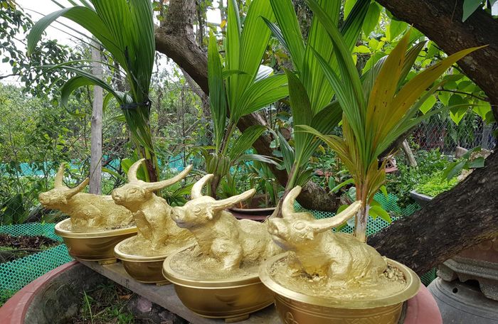 Sản phẩm "trâu vàng cõng dừa" độc đáo ở huyện Chợ Lách, tỉnh Bến Tre. Ảnh: Dân Việt.