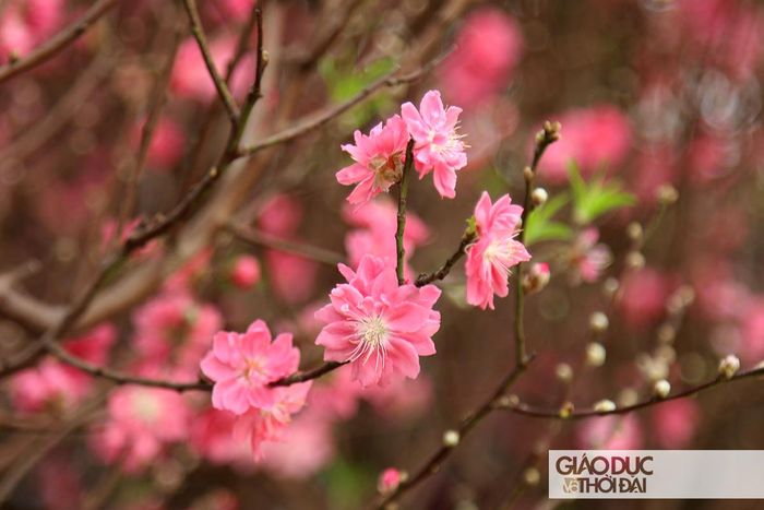 Bích Đào nở rộ thu hút người dân thành phố.