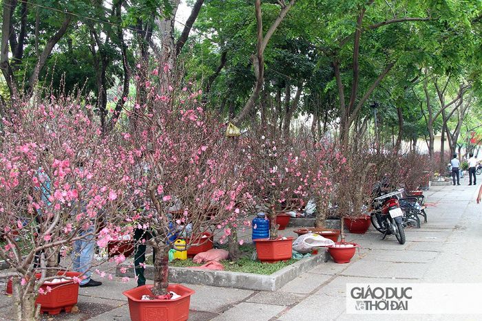 Hoa đào được trưng bày khắp một con phố dài.