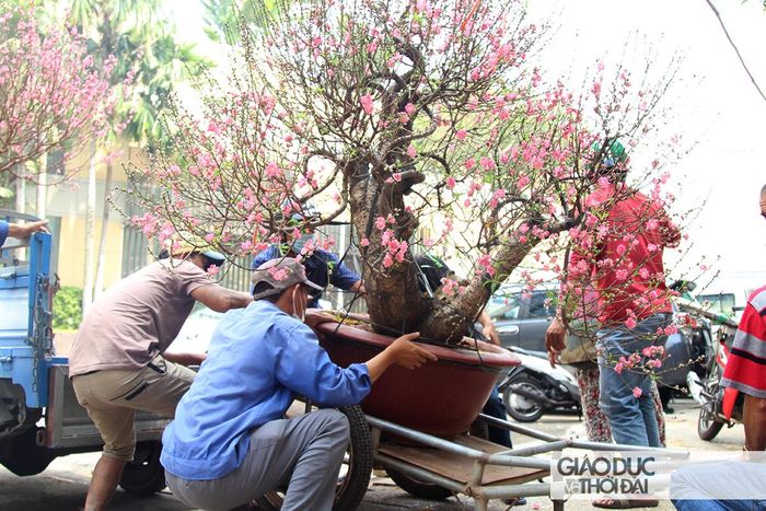 Nhiều gốc đào lớn, cần đến 4-5 người mới vận chuyển được.
