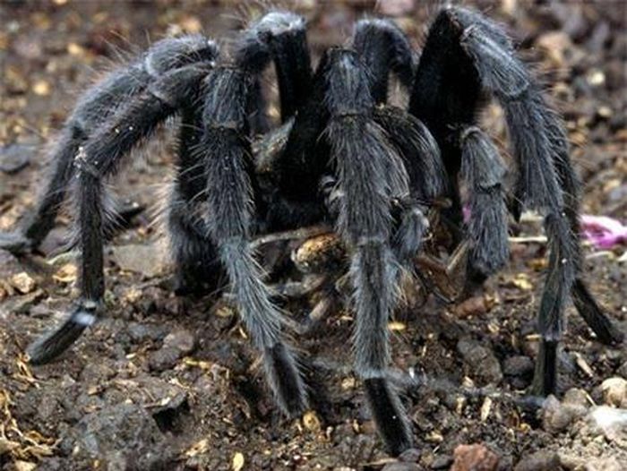 Hình ảnh một con nhện độc Tarantula với đôi mắt được ngụy trang một cách rất kỹ lưỡng.