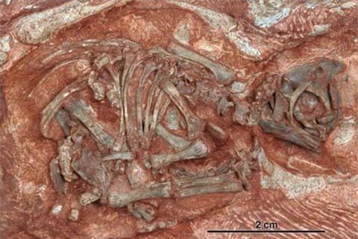Phôi thai khủng long Massospondylus. Ảnh: Science Daily