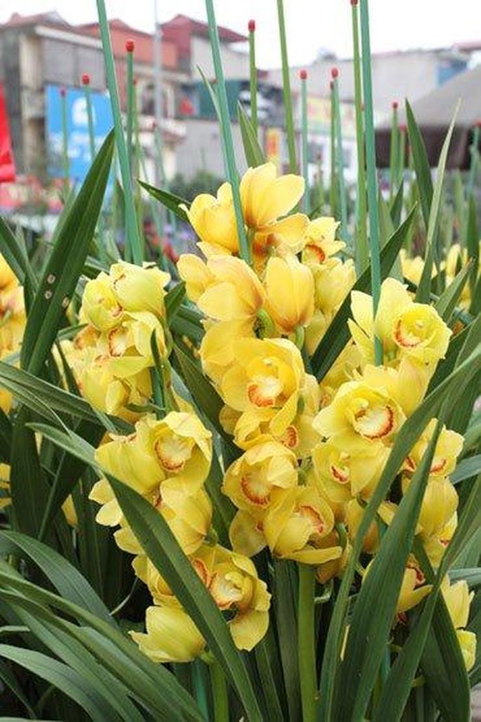 Hoa lan.