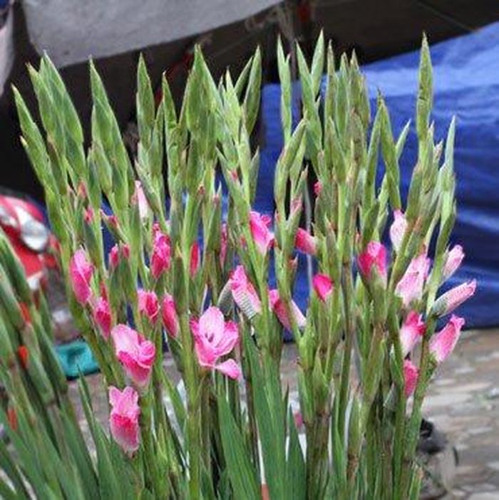 Hoa lay ơn.