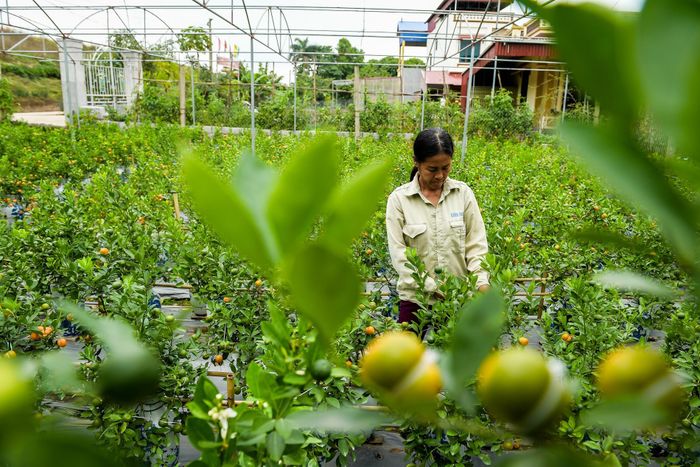 Năm nay xuất hiện một loại quất mới thu hút nhiều sự quan tâm của mọi người. Gia đình bà Đỗ Thị Mai (Mễ Sở, Văn Giang, Hưng Yên) đã nghiên cứu và cho ra đời thành công cây quất cảnh có quả hình giống bình hồ lô.