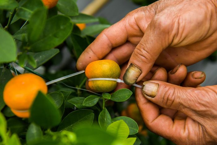 Cây quất giống các cây quất bình thường khác, điểm đặc biệt những quả trên cây được làm thành hình giống bình hồ lô.