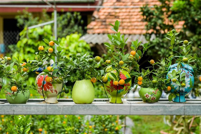 Năm nay, nhà bà Mai trồng được khoảng hơn 700 cây quất hình hồ lô. Hiện tại giá bán quất dao động từ 300.000 đến 1 triệu đồng.