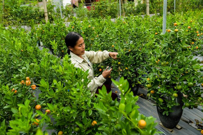 Vốn dĩ quất có hình giống hình bình hồ lô là do quả quất được buộc một vòng dây. "Thời gian nào phù hợp để dùng dây thắt quả là quan trọng nhất. Nếu không đúng thời điểm, quả quất có thể bị hỏng coi như bỏ cả cây" bà Mai chia sẻ.