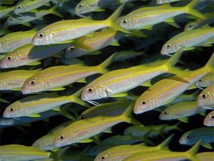 Biển có nhiều loài sinh vật lạ nhưng lại không có đa dạng loài phong phú bằng đất liền. Ảnh: Livescience.