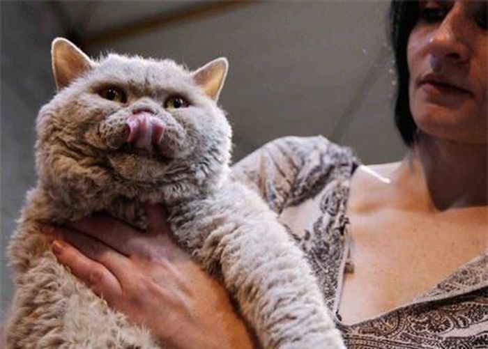 Nhiều giống mèo mới được gửi đến tham gia, song trông lạ mắt nhất là giống mèo Selkirk-Rex. Mèo Selkirk-Rex mang gen trội của lông xoăn, dài hoặc ngắn. Đây là một trong những giống mèo “trẻ” nhất, mới được thừa nhận vào năm 1992.