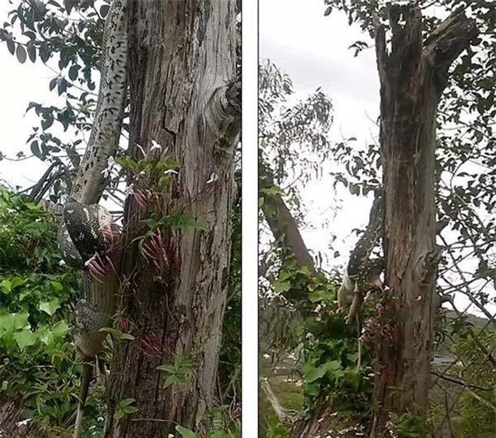  Toàn bộ cảnh tượng hãi hùng diễn ra trong khoảng 1 tiếng đồng hồ ở gần nhà của cô Gulleford ở Northern Beaches, Sydney.