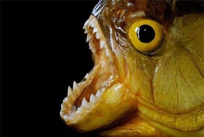 Cá Piranha
