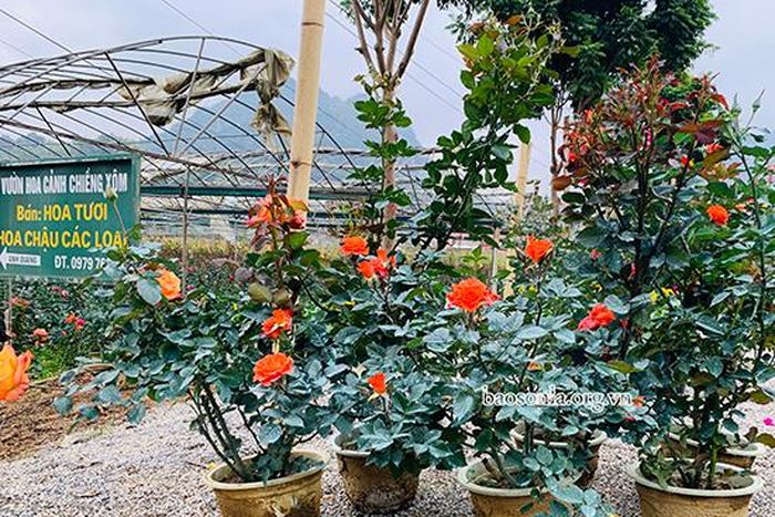 Những bông hoa hồng đua nhau khoe sắc.