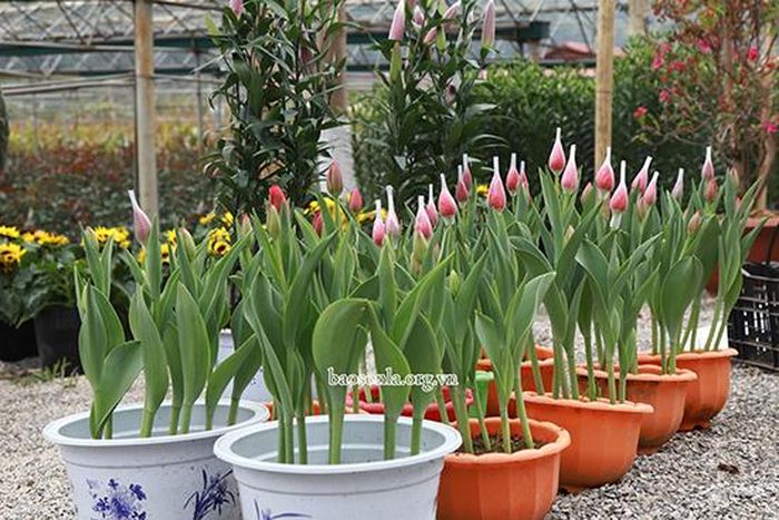 Những cây hoa tulip được trồng vào chậu để bán cho khách hàng.