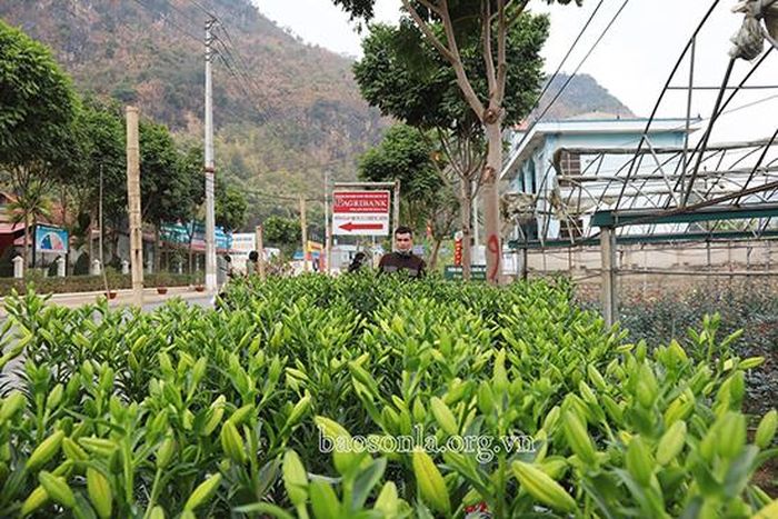 Những chậu hoa ly được bày bán ngay cạnh đường...