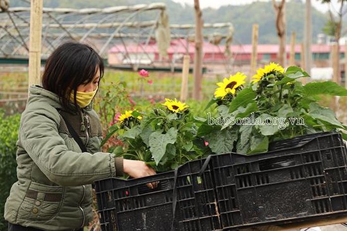 Hoa được xếp cẩn thận vào hộp để giao cho khách hàng.