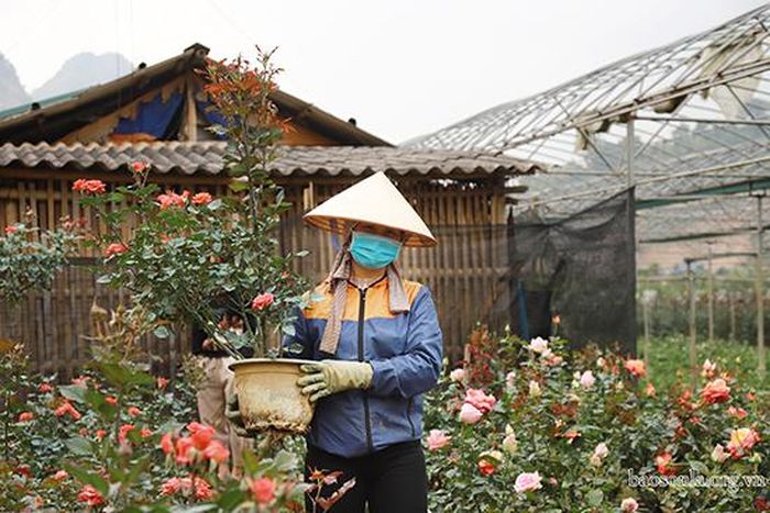 Những chậu hoa hồng bung nở, thơm ngát được chăm sóc cẩn thận.