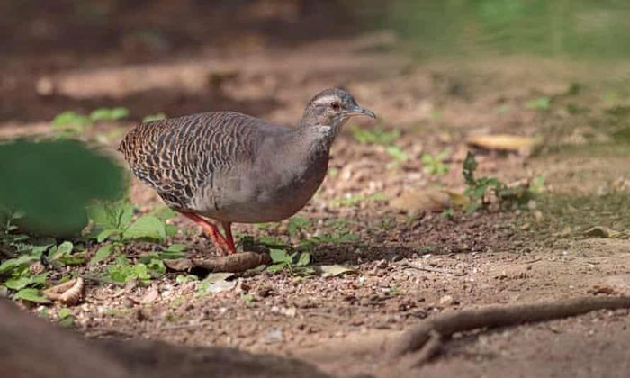  Loài chim thuộc họ Tinamou. Ảnh: Alarmy. 