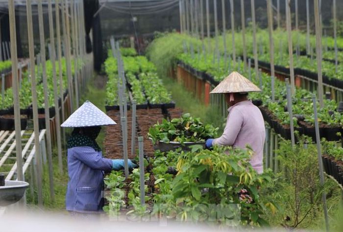 Chỉ thấy người dân địa phương chăm sóc hoa kiểng...