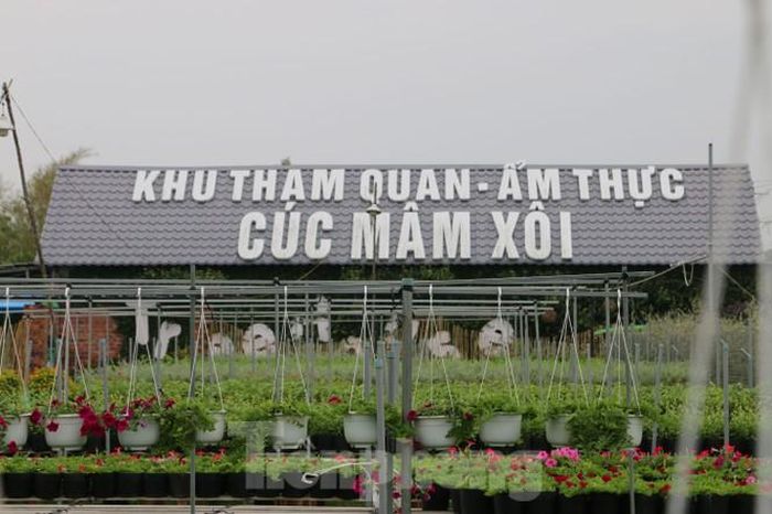 Năm nay, tại làng hoa Sa Đéc có nhiều điểm tham quan mới, nhưng do ảnh hưởng dịch bệnh nên người dân tâm lí e ngại.