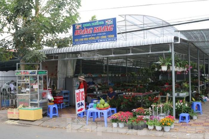 Chủ hoa kiểng Hoàng Khang thông tin:"Đa số các mặt hàng hoa kiểng năm nay giá không cao, thậm chí có một số mặt hàng giảm. Tuy nhiên, do dịch bệnh COVID - 19 bùng phát cuối năm nên sức mua giảm khoảng 70%".