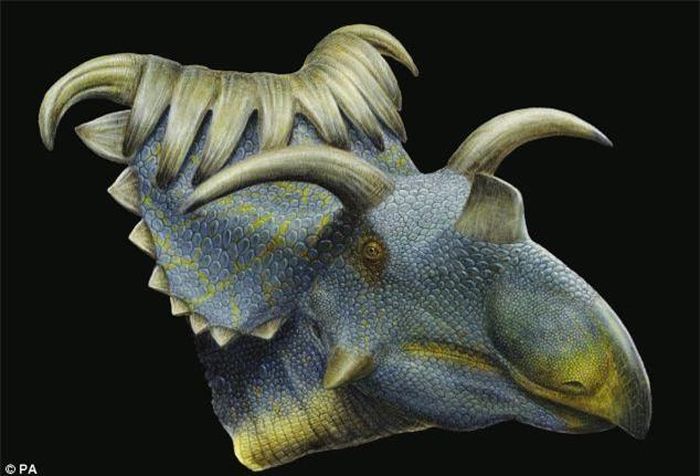 Hóa thạch của loài khủng long Kosmoceratops. Ảnh: Daily Mail.
