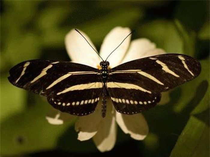 Bướm Zebra-Winged. Ảnh: NatGeo