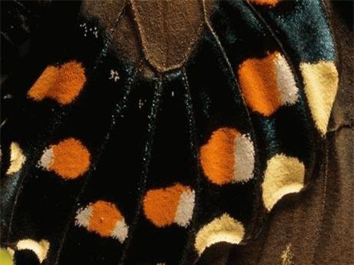 Bướm Pipevine Swallowtail với hai màu đặc trưng. Ảnh: NatGeo