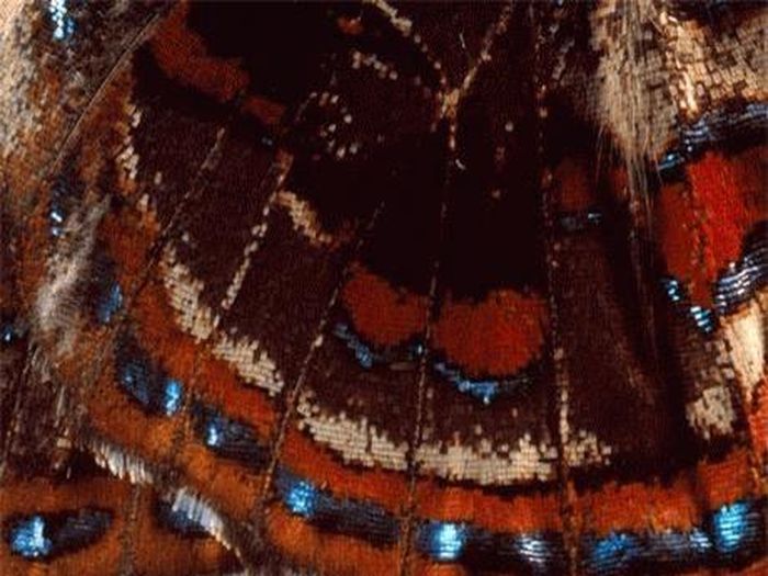 Cánh bướm như một thảm len đầy sắc màu. Ảnh: NatGeo