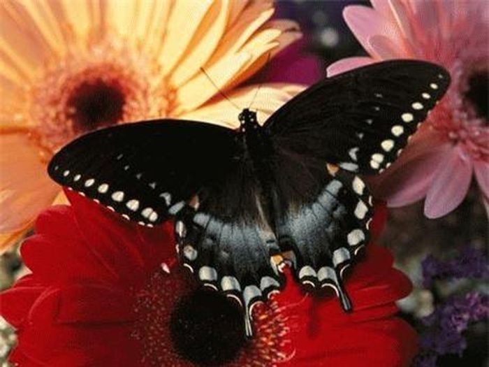 Bướm Spicebush Swallowtail và sắc hoa của hoa. Ảnh: NatGeo