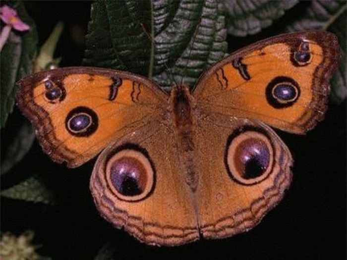 Bướm Peacock Pansy. Ảnh: NatGeo