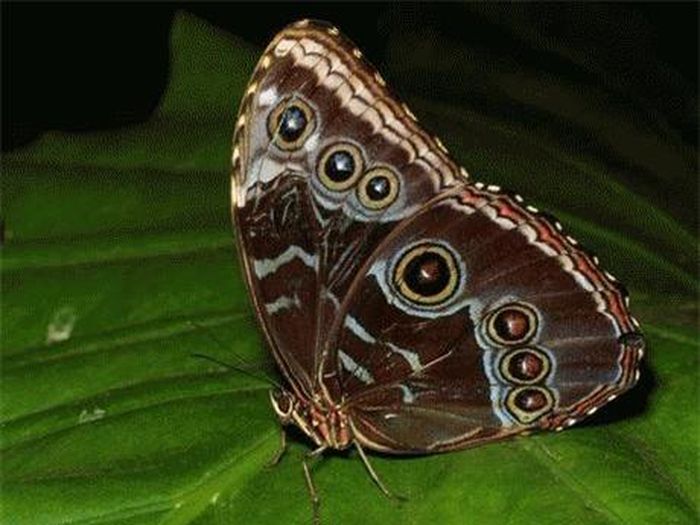 Bướm Morpho xanh có vòng đời 115 ngày. Ảnh: NatGeo