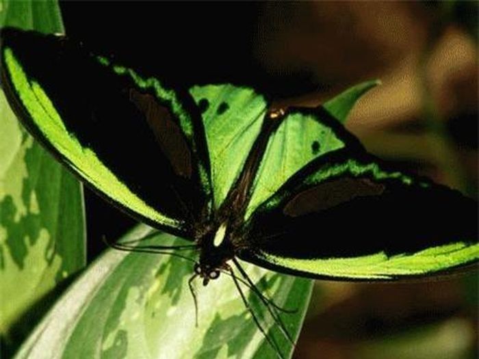 Bướm Birdwing là loài bướm lớn nhất nước Úc. Ảnh: NatGeo